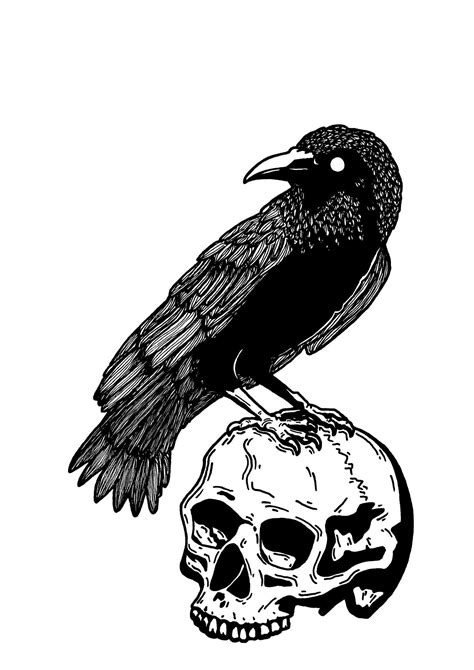 Raven Skull Drawing