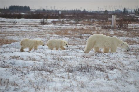 Wildlife Photos From Churchill Churchill Polar Bears