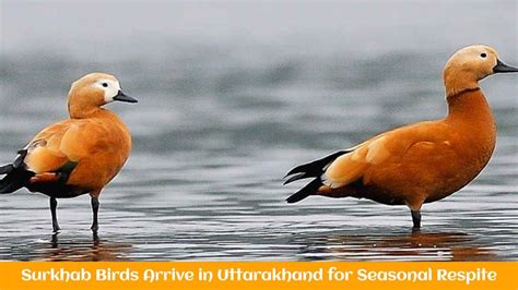 Surkhab Birds Arrive In Uttarakhand For Seasonal Respite