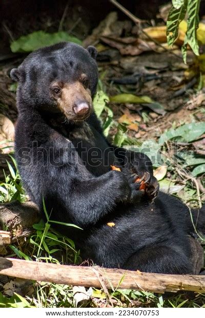 477 Sun Bear Conservation Centre Images, Stock Photos & Vectors ...