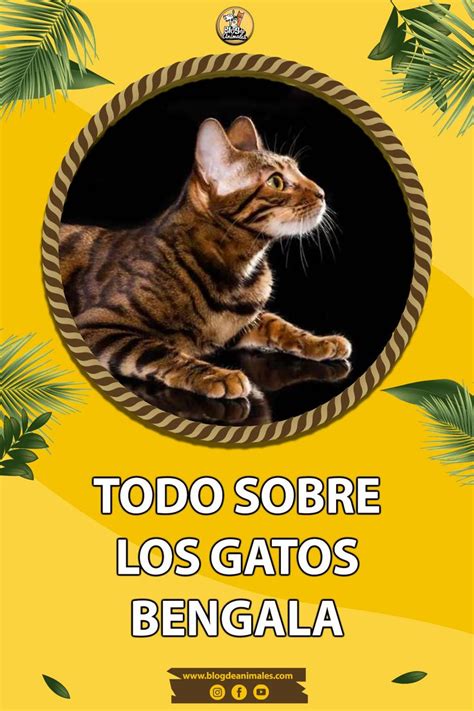 Gato bengalí o de Bengala Origen características y cuidados Gato