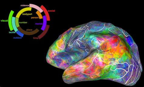 UC Berkeley Team Builds Semantic Atlas Of The Human Brain Extremetech