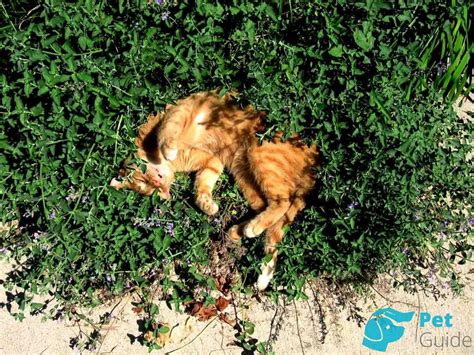 🐱Кошачья мята: виды, действие и безопасность. Использование кошачьей ...