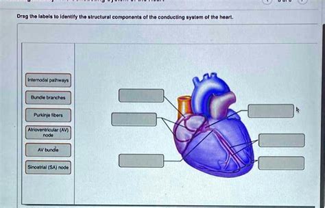 Drag The Labels To Identify The Structural Components Of The Conducting