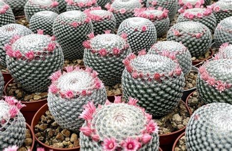 Mammillaria Pseudoperbella Giromagi Cactus