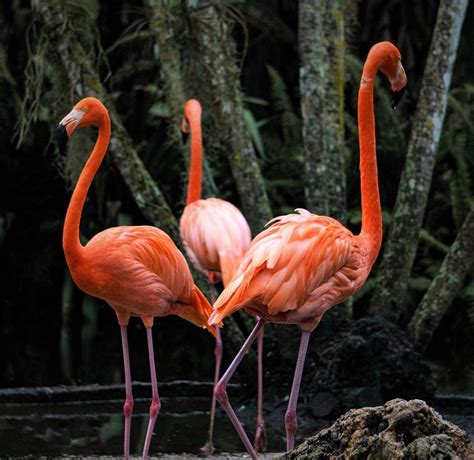 Three Flamingos Photograph By Sheri Scholl Fine Art America