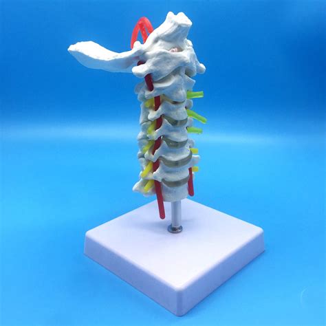 Buy Learning Resources Human Cervical Vertebra Spine Anatomical Model