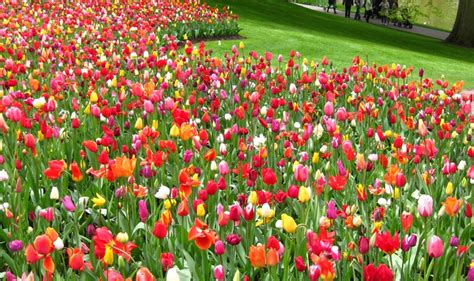 Keukenhof Dutch Tulip Festival | Spring Garden | Conscious Travel Guide