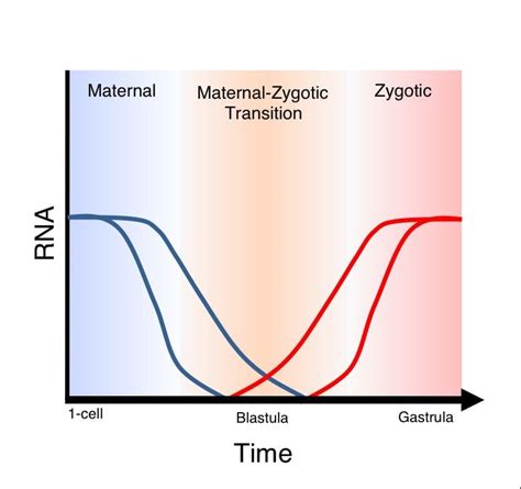 Maternal To Zygotic Transition Alchetron The Free Social Encyclopedia