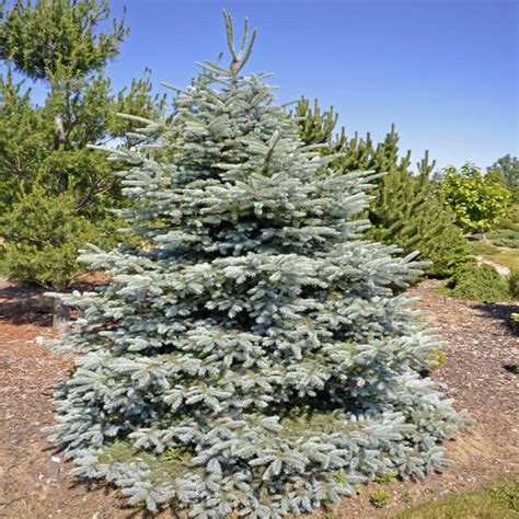 Picea Pungens Baby Blue Colorado Spruce Siteone