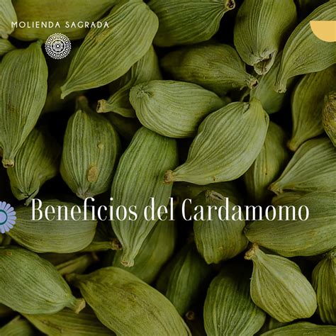 Beneficios Del Cardamomo Molienda Sagrada