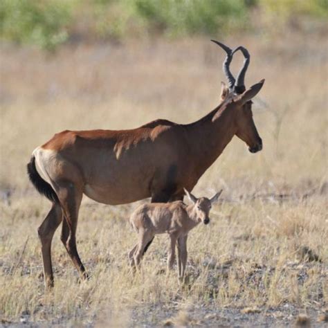 Wildebeest Calves Stock Photos, Pictures & Royalty-Free Images - iStock