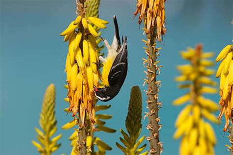 20+ Animal Banana Bird Eating Stock Photos, Pictures & Royalty-Free ...