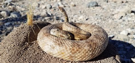 Red Rock Canyon A to Z: R is for Rattlesnakes | Red Rock Canyon Las Vegas