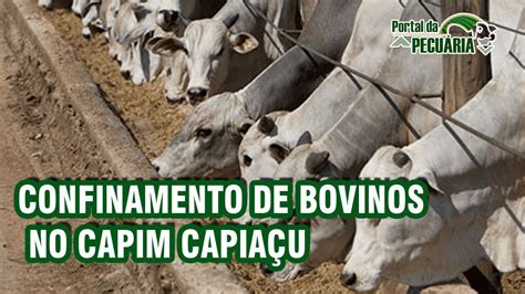 Confinamento De Bovinos No Capim Capia U Youtube