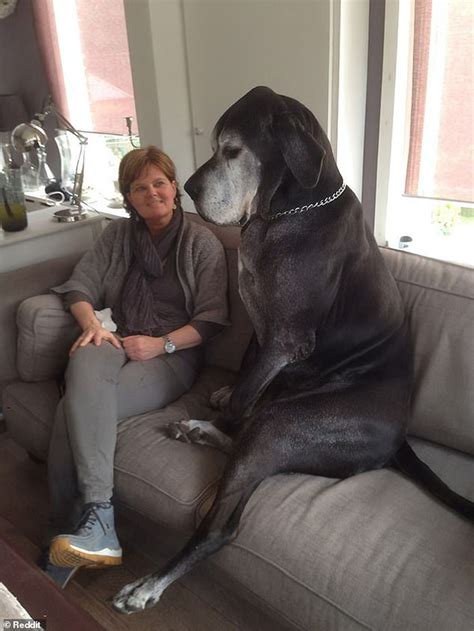 Dog Owners Share Adorable Snaps Of Their Great Danes Daily Mail Online