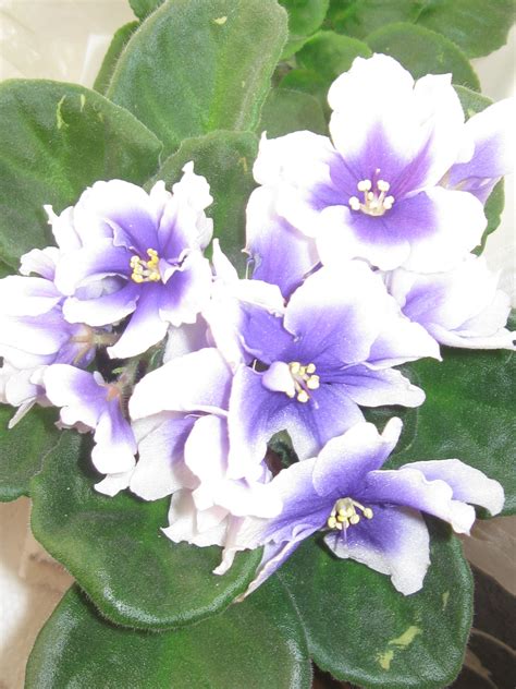 Humako Inches Фиалка Фото – Telegraph