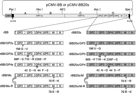 The Construction Strategy Of Infectious Cdna Clones Of The Recombinant Download Scientific