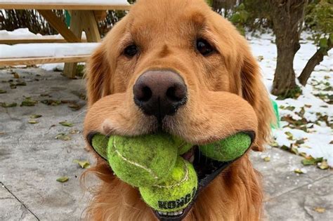 Golden Retriever Breaks World Record For Most Tennis Balls In Mouth