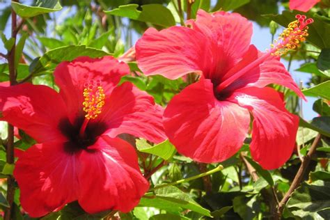 How To Care Hibiscus Plant All About Hibiscus Plants