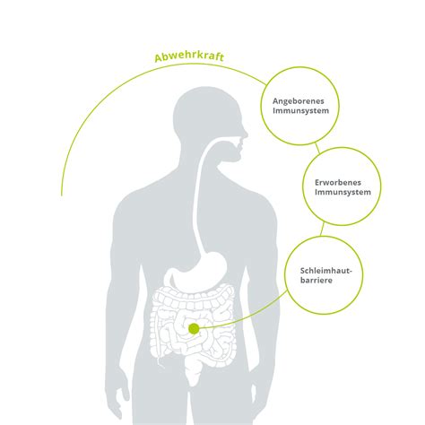 Wie Ist Das Immunsystem Aufgebaut