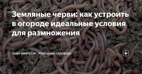 Земляные черви: как устроить в огороде идеальные условия для ...