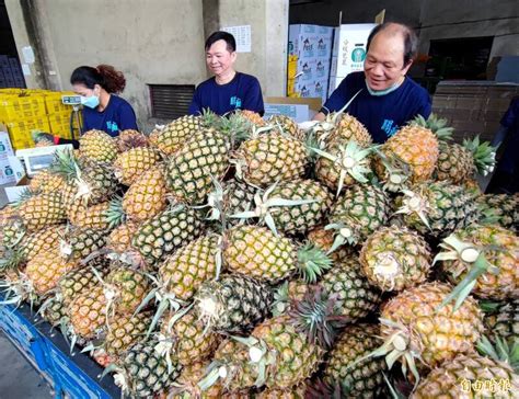 高溫催出好甜度 關廟農會運銷鳳梨不應求 臺南市 自由時報電子報