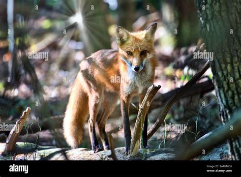 Wild Red Fox Standing On A Log In A Maryland Forest With The Sun