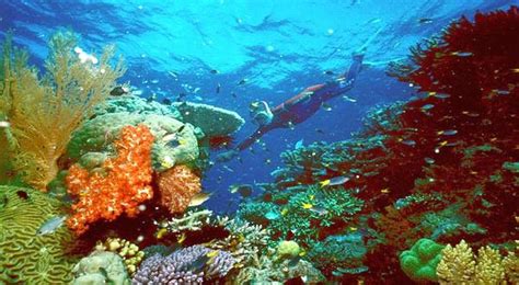 mengetahui pekerjaan utama ahli biologi kelautan okezone edukasi