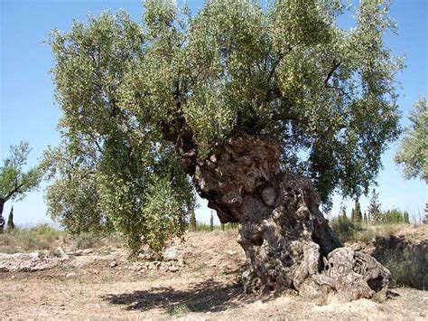 Llíria publica un catálogo de Árboles Monumentales y Singulares del