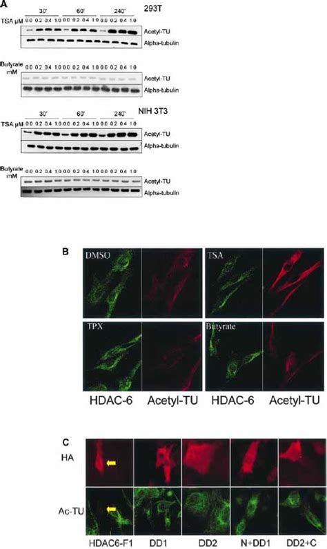 Hdac Interacts With And Deacetylates Tubulin And Microtubules In Vivo