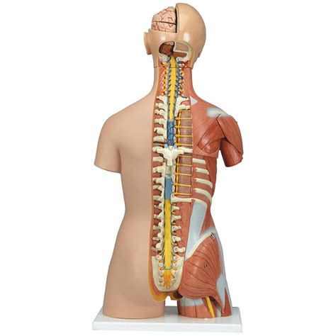 3b Dual Sex Muscle Torso Torsos Human Anatomy Biology