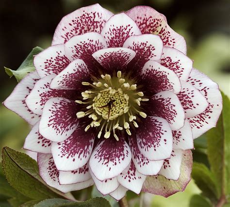 HELLEBORES WHITE SPOTTED DOUBLE Shade Garden Garden Plants Mulch