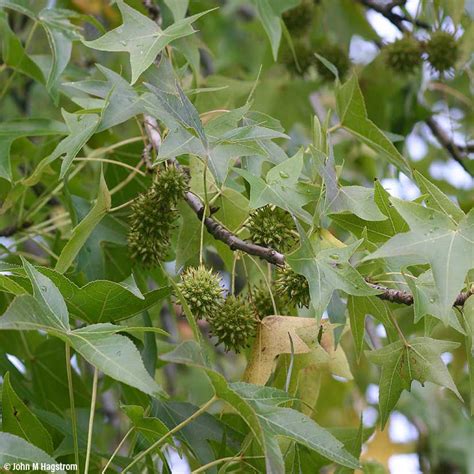 American Sweetgum Tree (Liquidambar Styraciflua) Live, 60% OFF