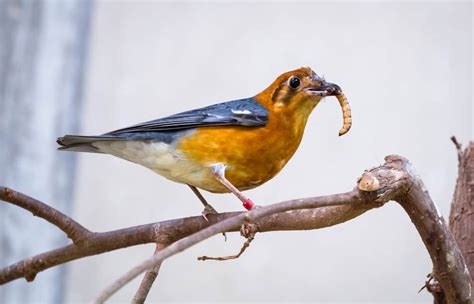 20 Types Of Birds That Eat Mealworms Mealworms Caring And Feeding