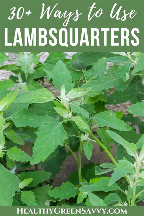 30+ Lambs Quarter Recipes to Try this Season