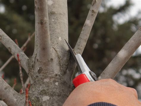 Tree Pruning Basics - Knecht's Nurseries & Landscaping