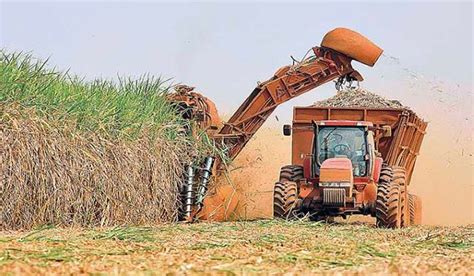 Conab aponta aumento de 4 4 na produção de cana de açúcar na safra