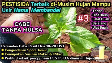 Pestisida Terbaik Dimusim Hujan Cabe Tanpa Mulsa Usia Hst