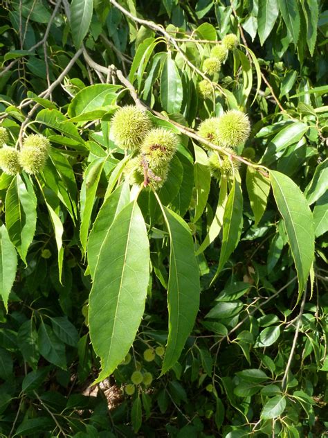 Castanea Henryi Trees And Shrubs Online