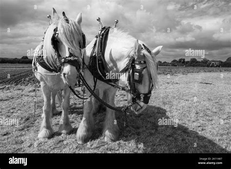 Portrait Of Two White Shire Horses In A Field Ready To Start Ploughing