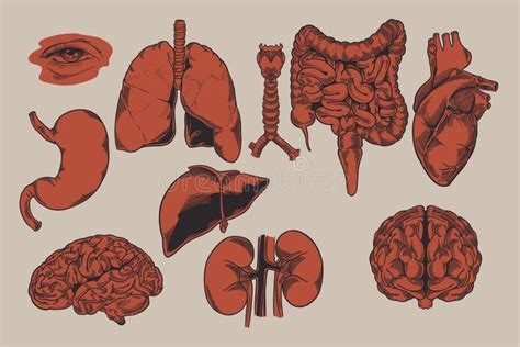 Human Heart Brain Eye Tooth Lungs Liver Stomach Kidney Skin