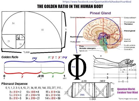 WHAT IS THE GOLDEN RATIO?