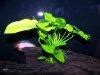 Comprehensive Care Guide For Anubias Barteri Growth Propagation And