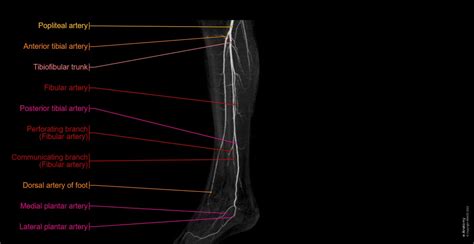 Arteries Of The Lower Extremity Lower Extremity Anatomy