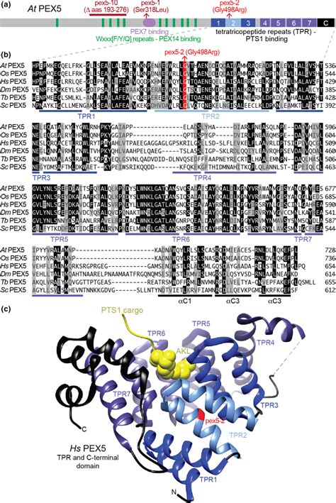 Arabidopsis Pex Alleles Alter Different Protein Domains A Schematic