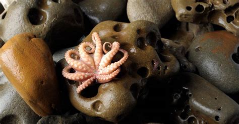 Whats A Baby Octopus Called 4 More Amazing Facts Imp World