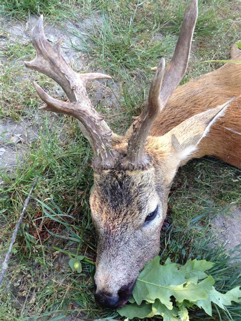 Roebuck Hunting in Romania | Romania Hunting