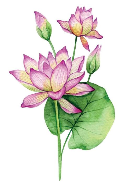 Water Lily Watercolor Illustration Water Lily Flower Isolated On White