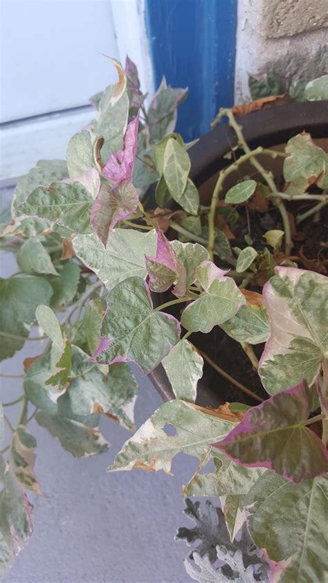 My Sweet Potato Vine It Makes Me Proud R Gardening